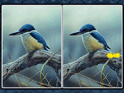 Birds 5 Differences